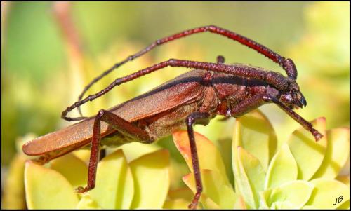 Réf. 188 770 : Aegosoma scabricorne